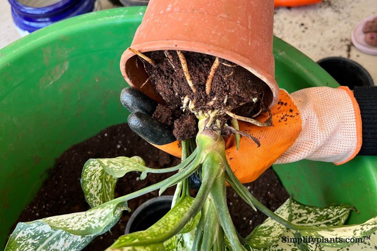 What Kind Of Pot For Chinese Evergreen? (Pot Type, Size, Material