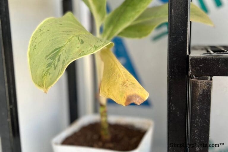 Chinese evergreen turning yellow
