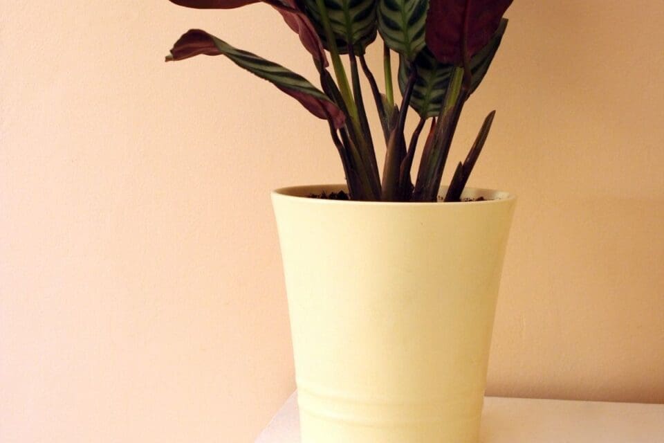 How Long Can House Plants Go Without Water? (With 25 Examples