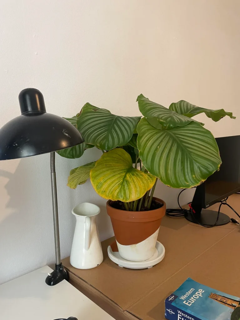 How To Take Care Of Indoor Plants In Winter? (Houseplant Winter Care)