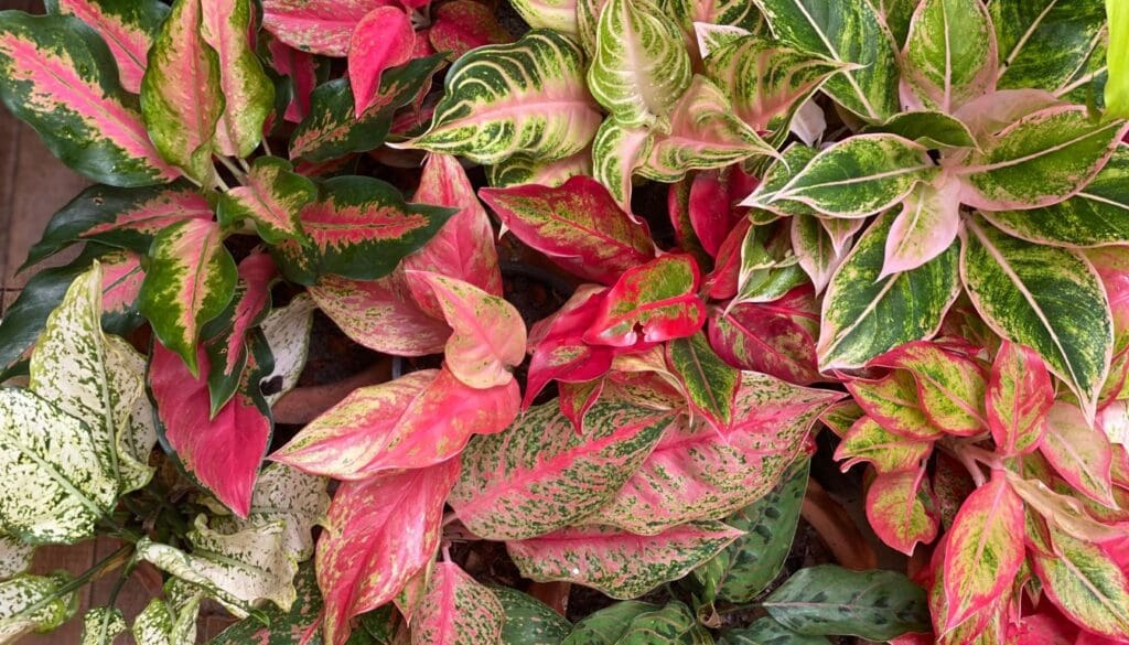 Aglaonema varieties