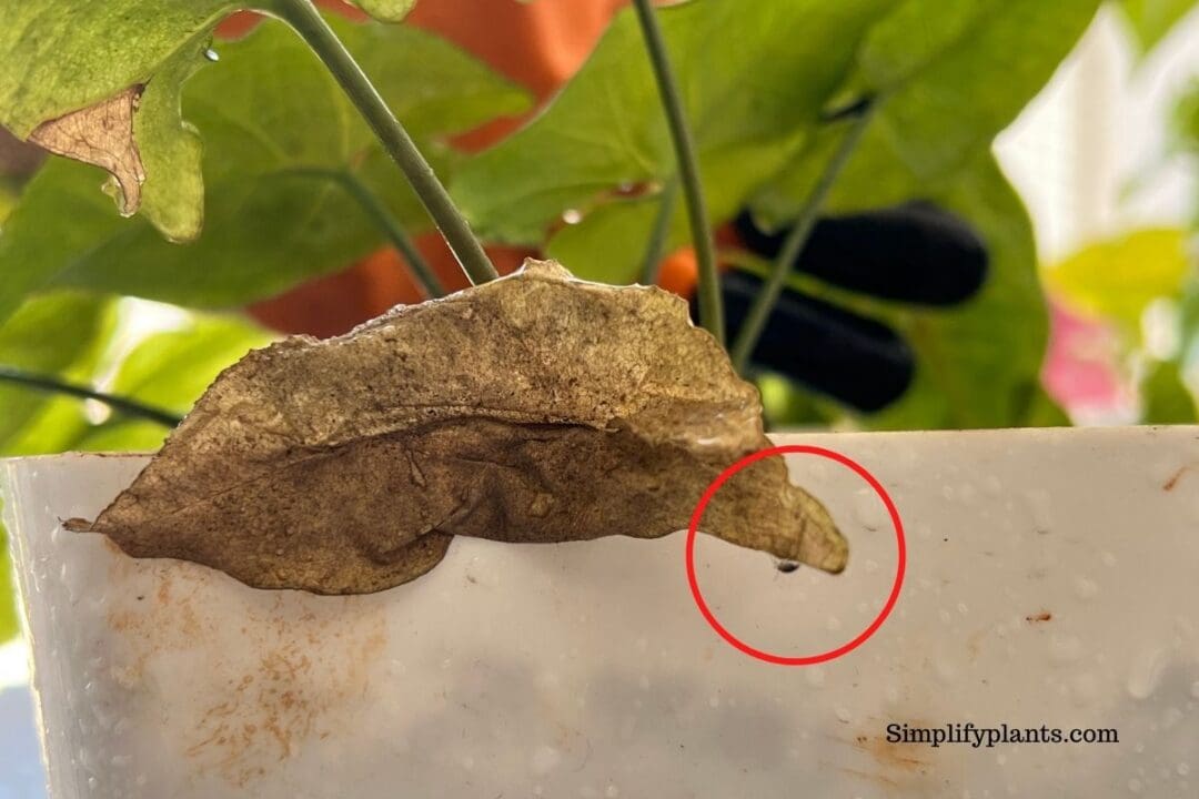 Why Is My Arrowhead Plant Turning Yellow? (Problems+How To Fix