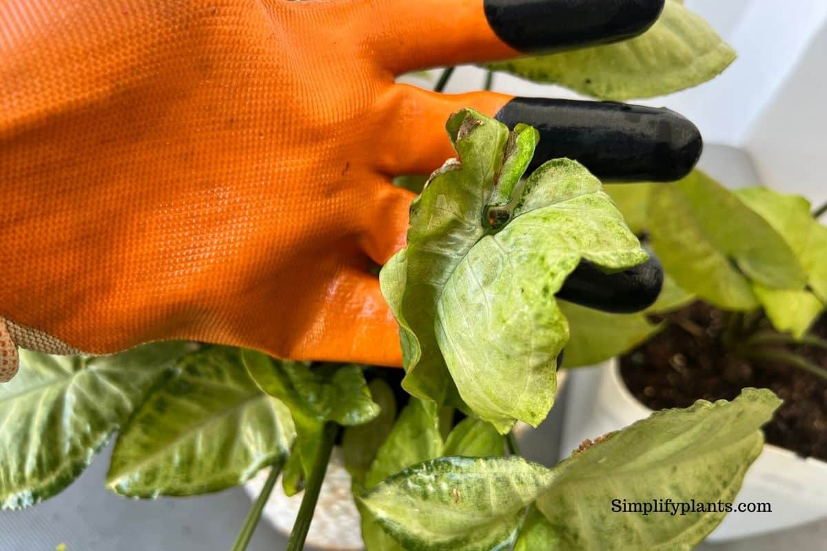 Why Is My Arrowhead Plant Curling? (Possible Problem+Fix) » Simplify Plants