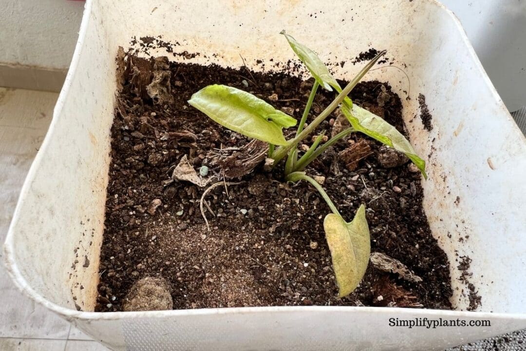 Why Is My Arrowhead Plant Turning Brown? (Causes+Fix) » Simplify Plants