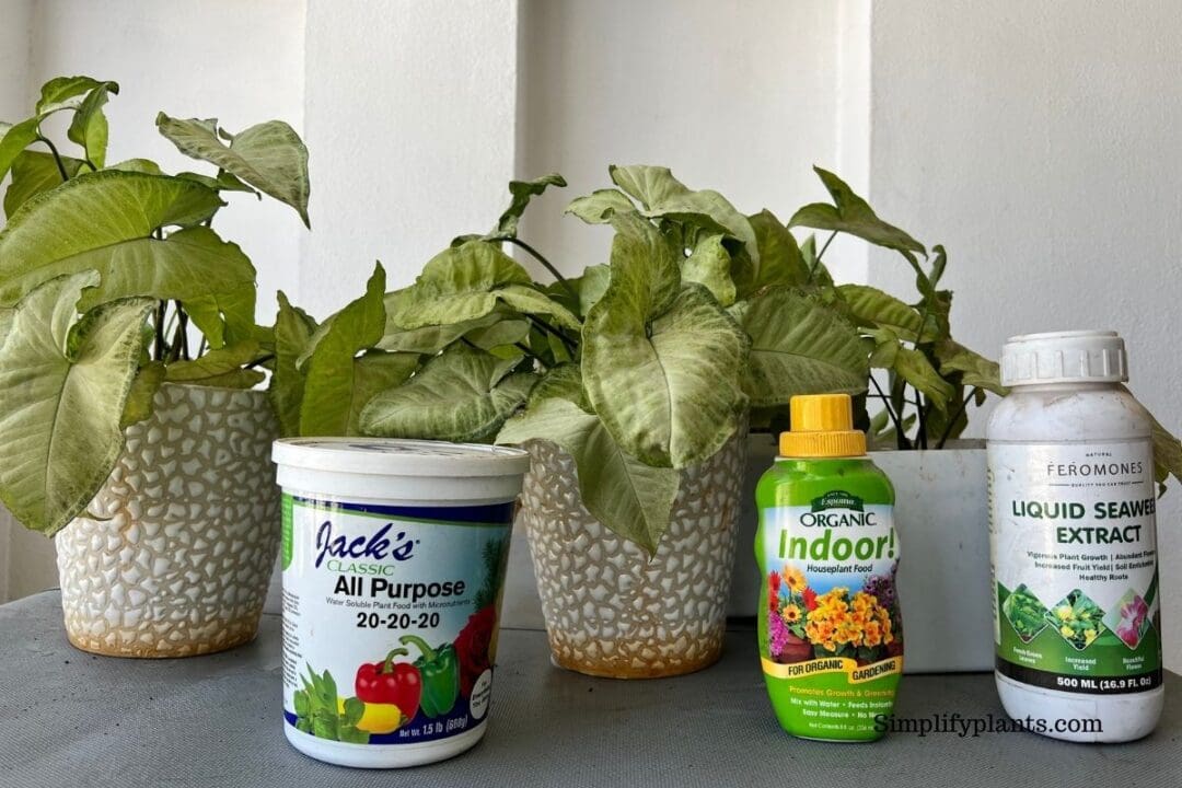 Why Is My Arrowhead Plant Turning Yellow? (Problems+How To Fix