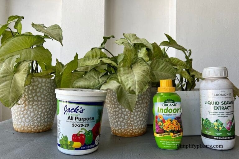 Arrowhead Plant fertilizer