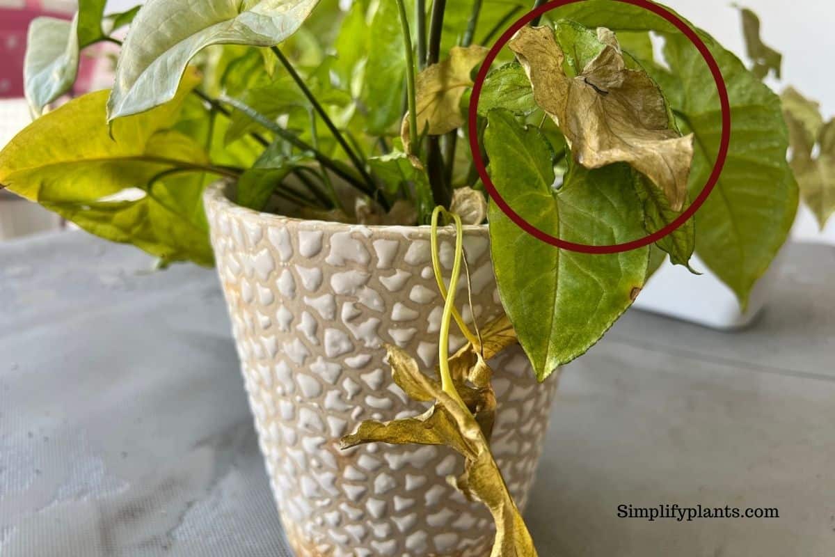 Do Arrowhead Plants Like To Be Root Bound? (+Signs & When To Repot