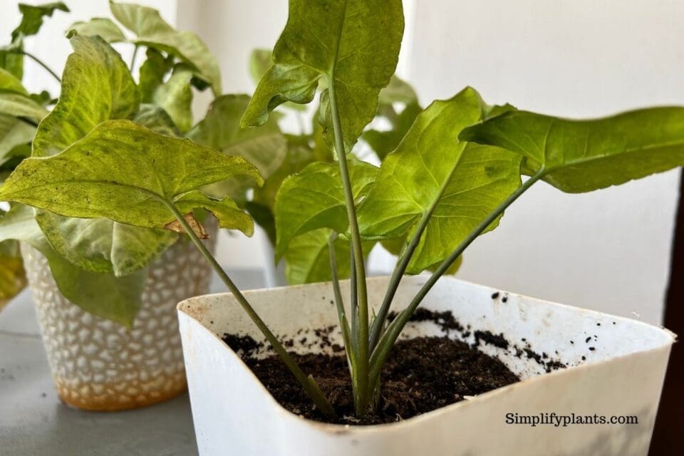 Why Is My Arrowhead Plant Leggy? (Possible Causes+Fix) » Simplify Plants