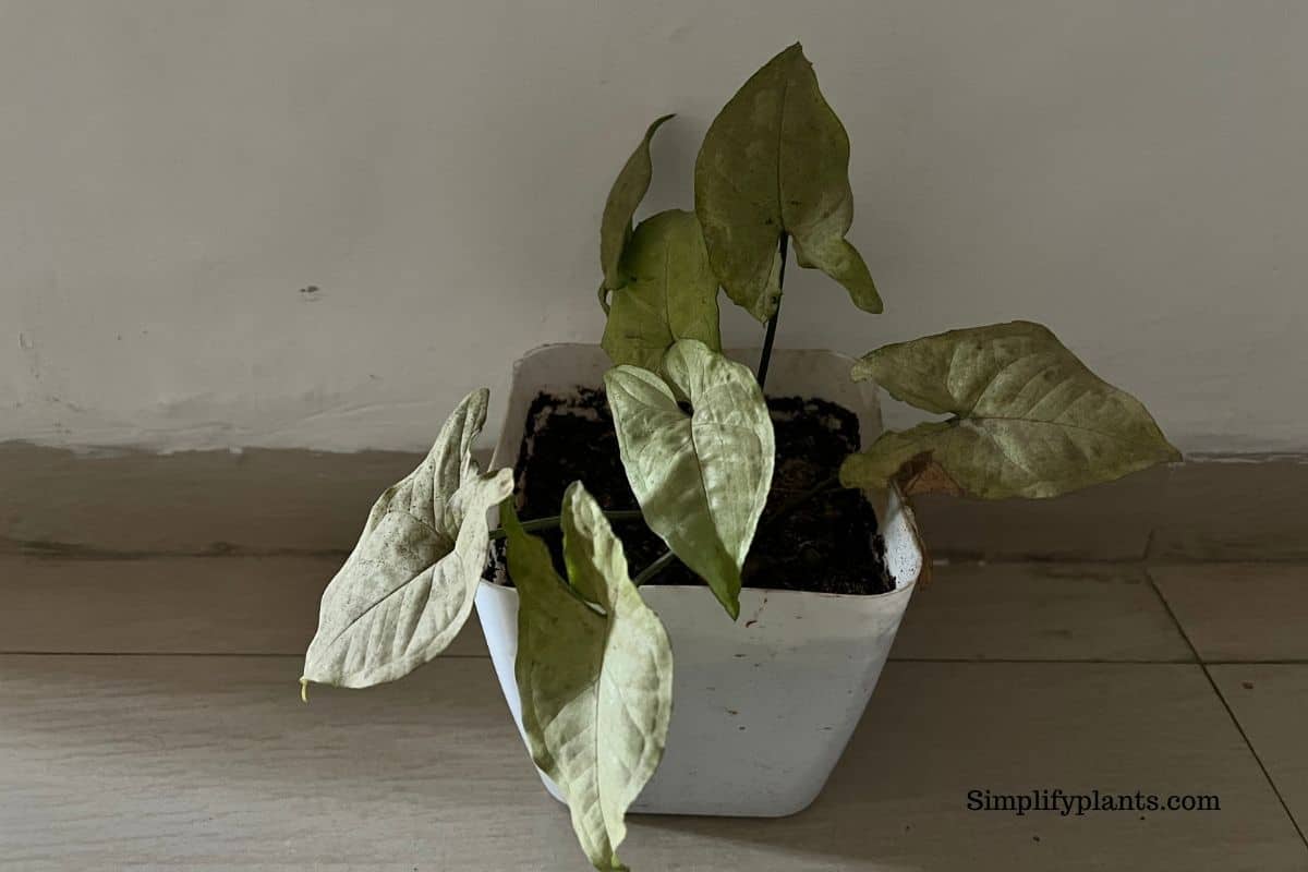 Arrowhead Plant Light Needs What Type, How Much & More » Simplify Plants
