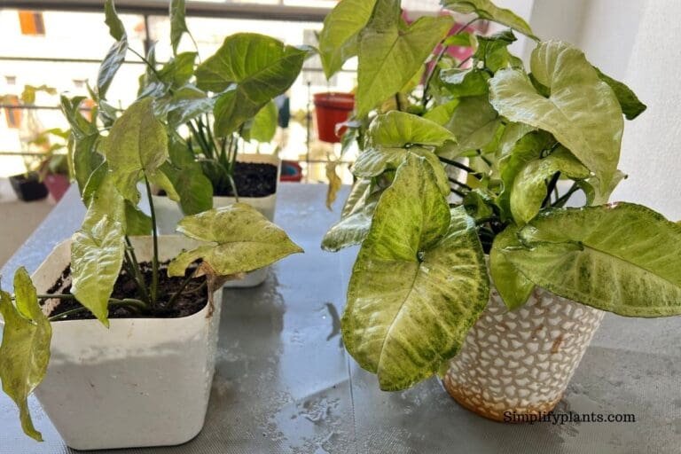 Arrowhead Plant pot type