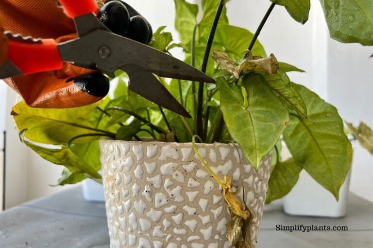Arrowhead Plant clipping