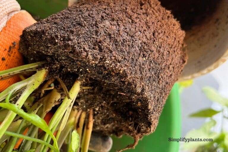 Do Arrowhead Plants Like To Be Root Bound? (+Signs & When To Repot