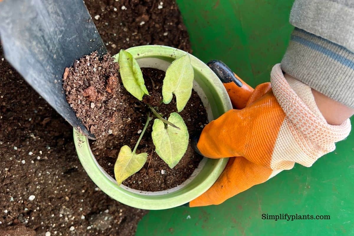 Can Arrowhead Plants Grow In Water? (How To Grow+Care) » Simplify Plants