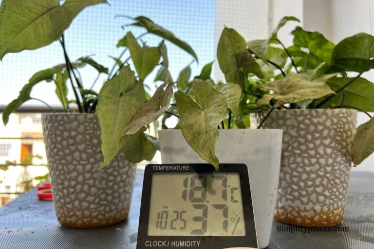 Arrowhead Plant temperature