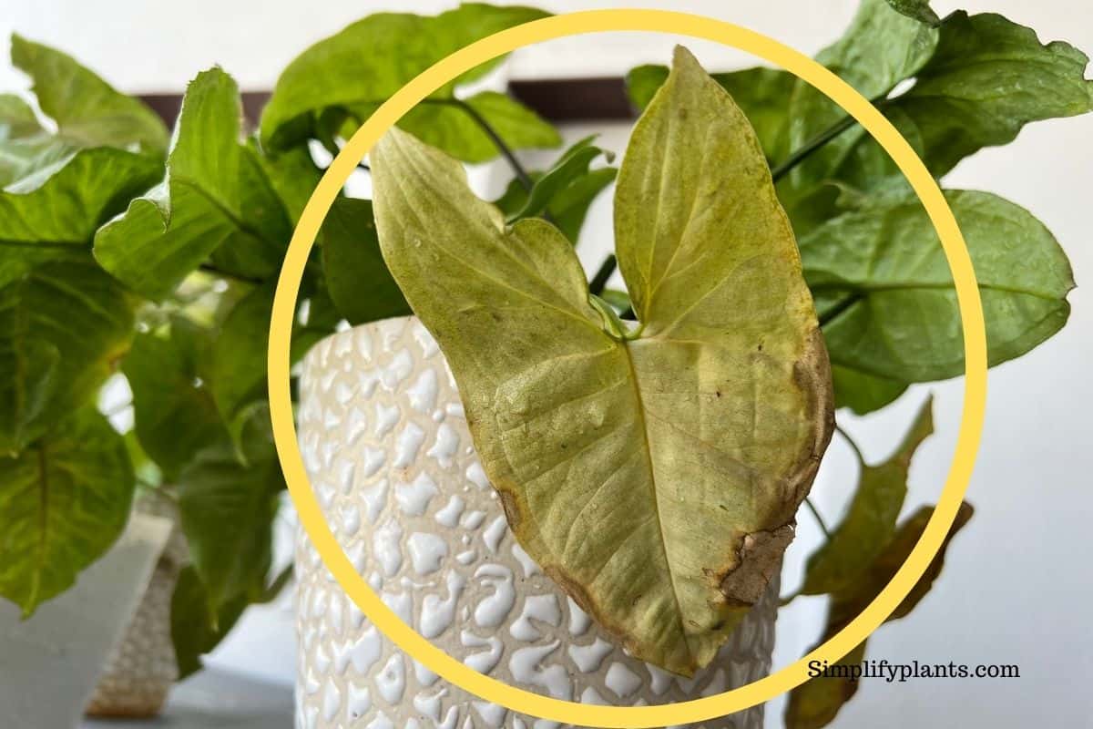 Why Is My Arrowhead Plant Turning Yellow? (Problems+How To Fix
