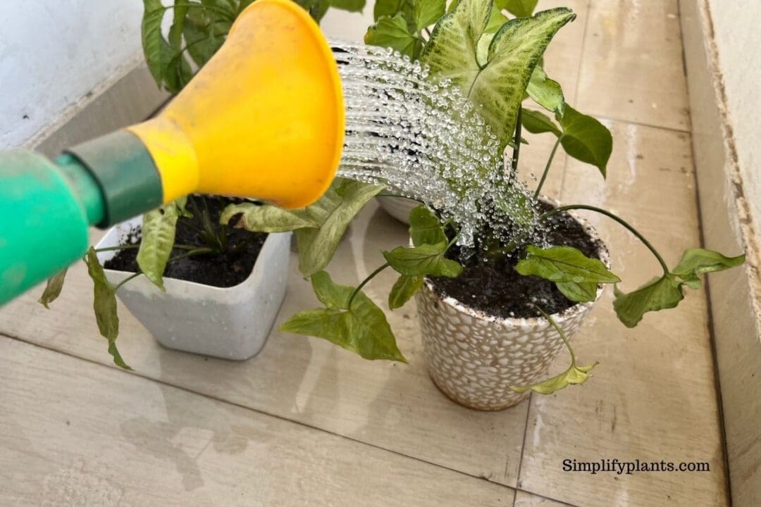 Why Is My Arrowhead Plant Not Growing? (Causes+How To Fix) » Simplify