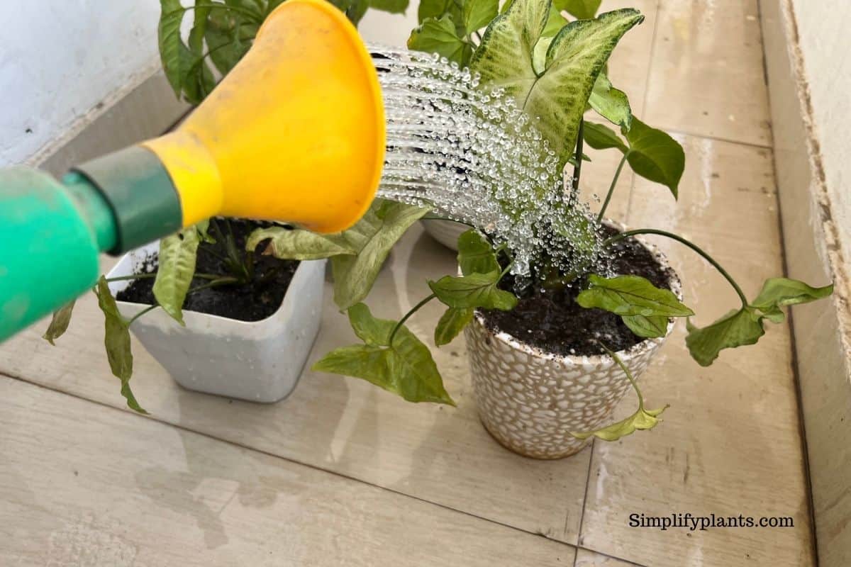 How To Water Arrowhead Plant? (How Often+Summer & Winter) » Simplify Plants