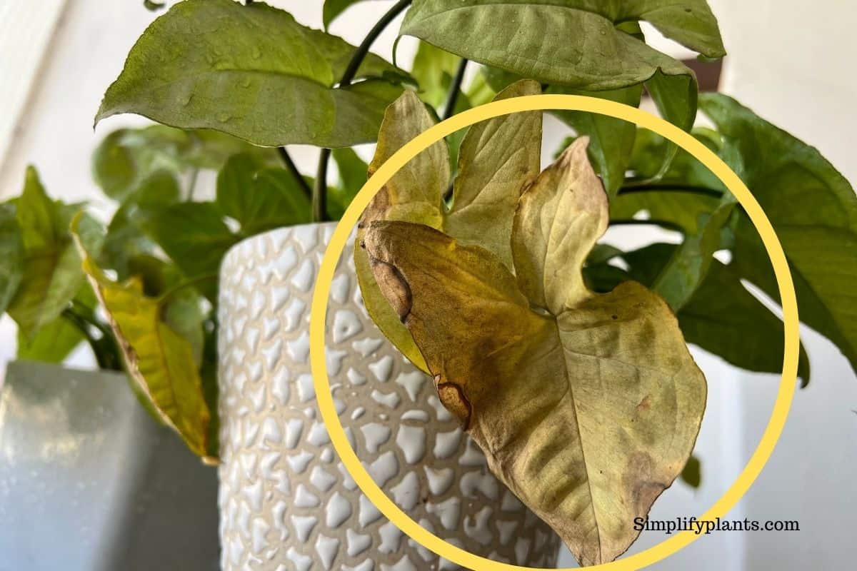 Arrowhead Plant Temperature Tolerance Hot, Cold & Ideal Temperature