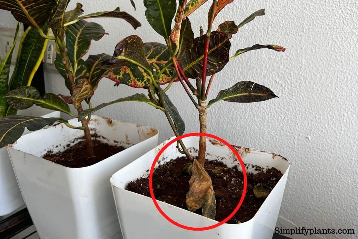 Why Is My Croton Wilting? (Possible Problems+How To Fix) » Simplify Plants