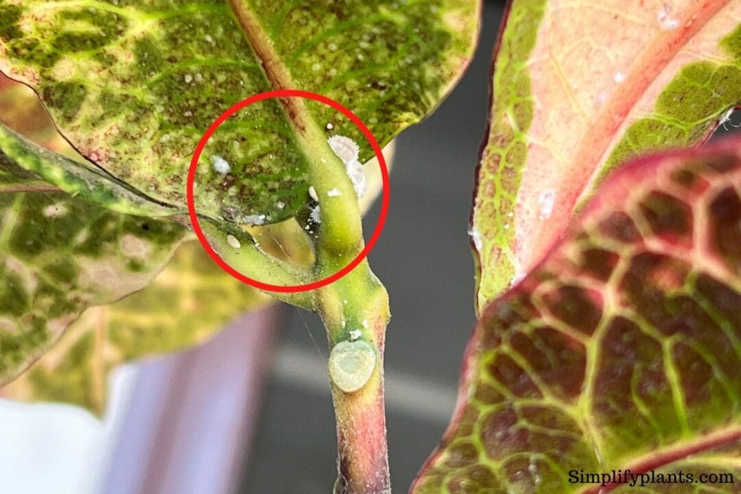 Do Money Trees Attract Bugs? 6 Common Bugs+How To Get Rid » Simplify Plants