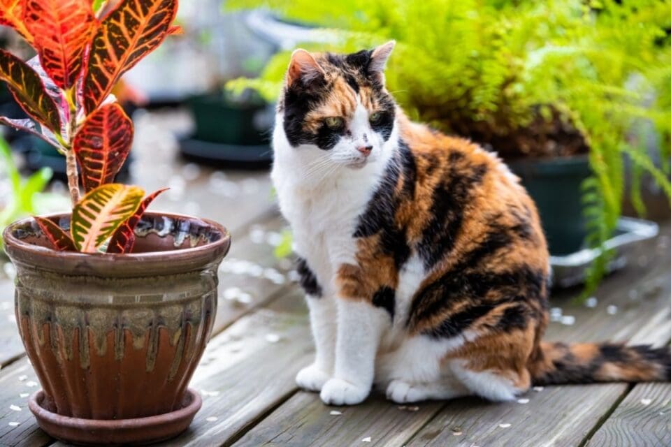Is Croton Plant Pet Friendly? (Cats, Dogs & Other Animals) » Simplify Plants