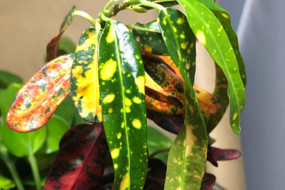 11 Reasons Why Your Croton Leaves Are Drooping » Simplify Plants