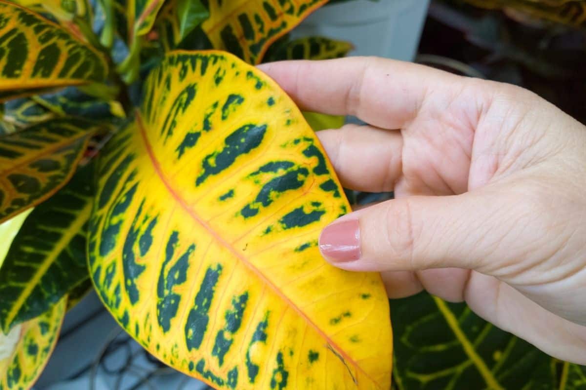 What Temperature Can Croton Tolerate? (+Ideal Temperature Range