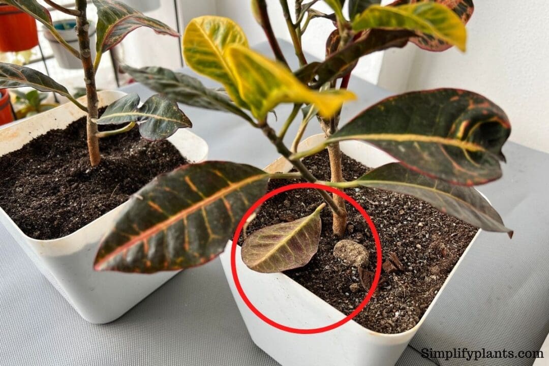 Can Crotons Survive Winter? Problems+Care Guide) » Simplify Plants