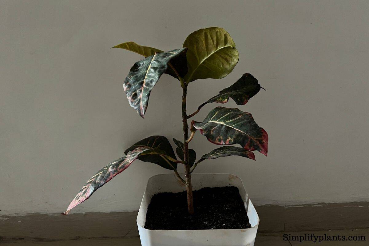 What Kind Of Light Does A Croton Need? (Croton Light Requirements