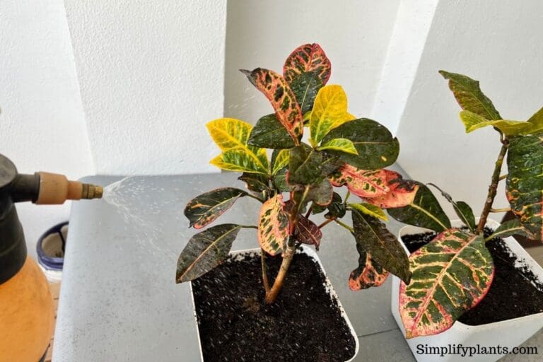 Croton misting