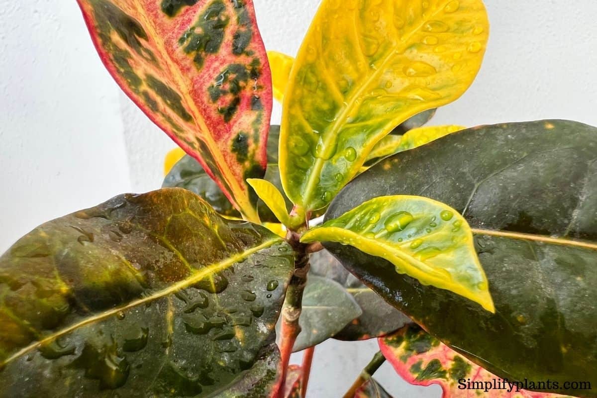 How Fast Do Crotons Grow? (Croton Growth Rate) » Simplify Plants