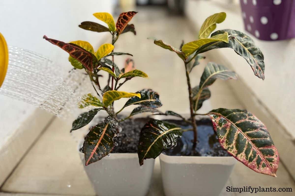 How Often To Water Croton Plant? (Watering Schedule+Watering Problems