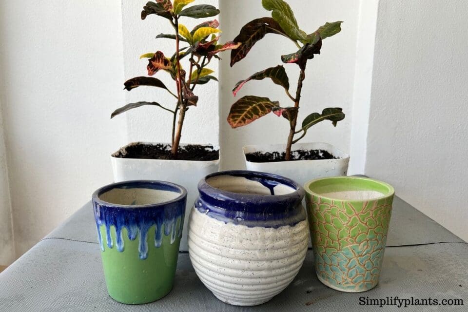 How Fast Do Crotons Grow? (Croton Growth Rate) » Simplify Plants