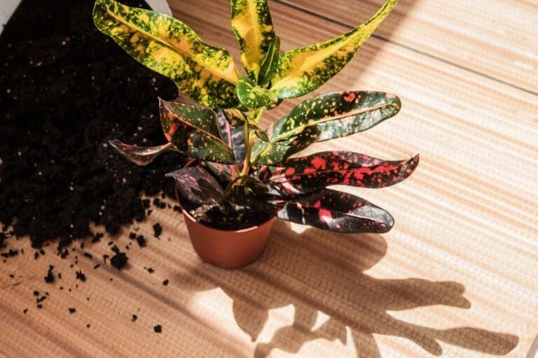 Croton soil