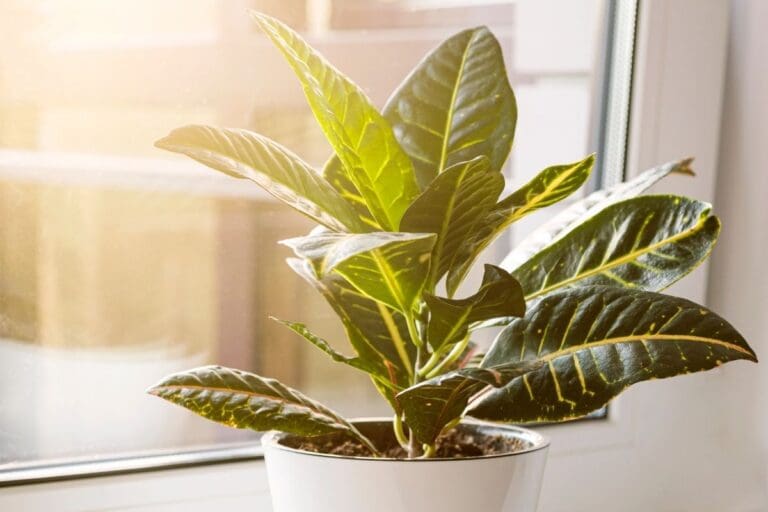 Croton sunlight