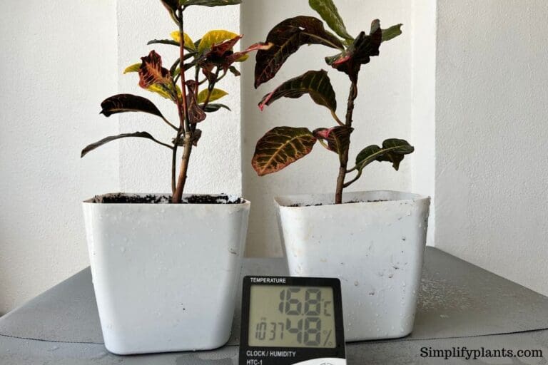 Croton temperature