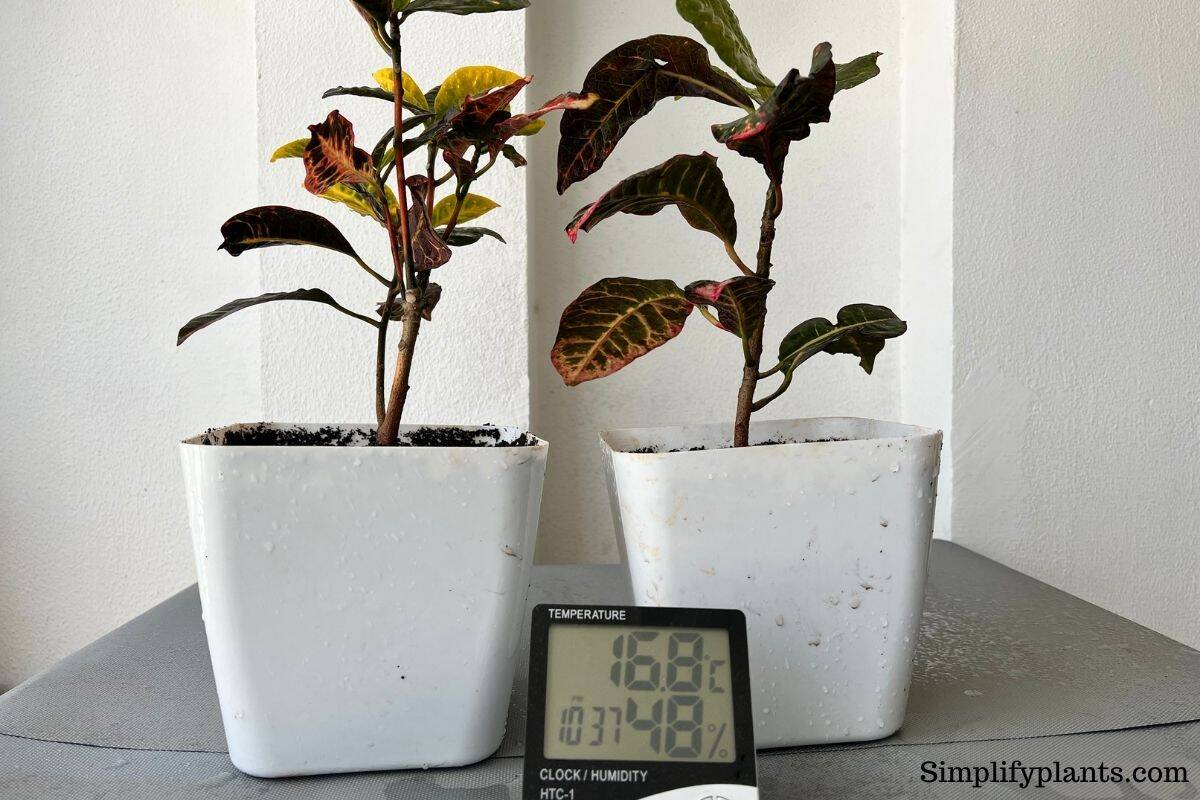 How Fast Do Crotons Grow? (Croton Growth Rate) » Simplify Plants