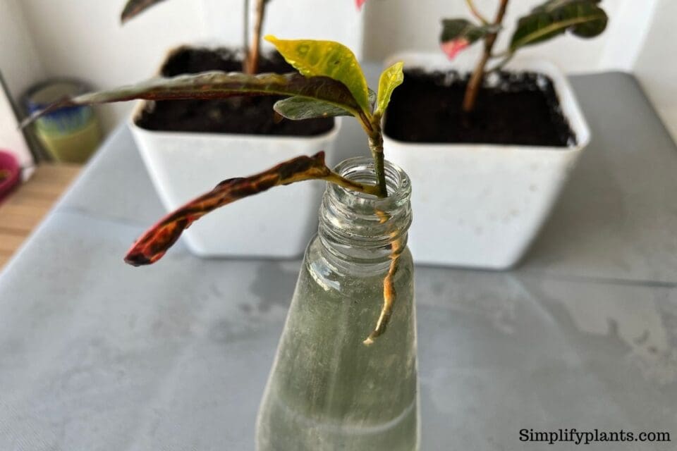 Can Croton Grow In Water? (Care+How To) Simplify Plants