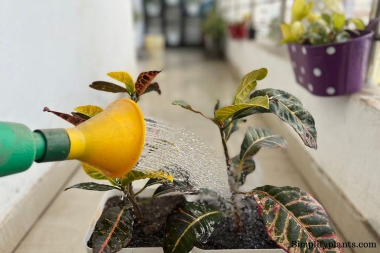 Croton watering