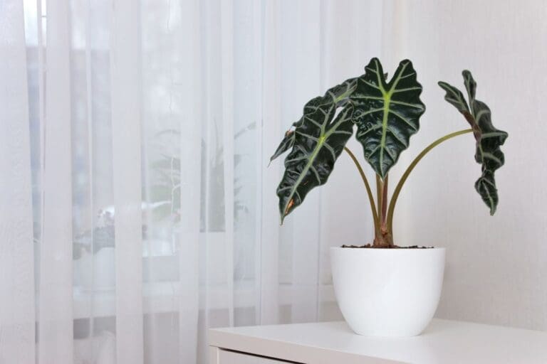 20 Best Indoor Plants for Bedroom