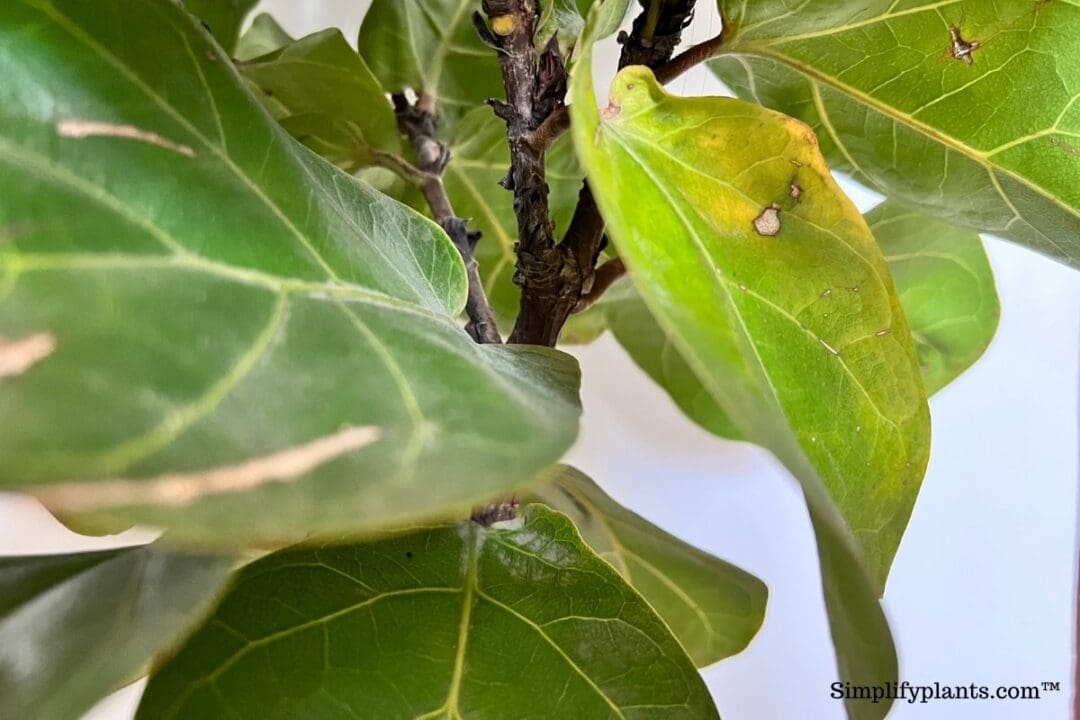 How Much Light Do Fiddle Leaf Figs Need? (+ Low Light Problems