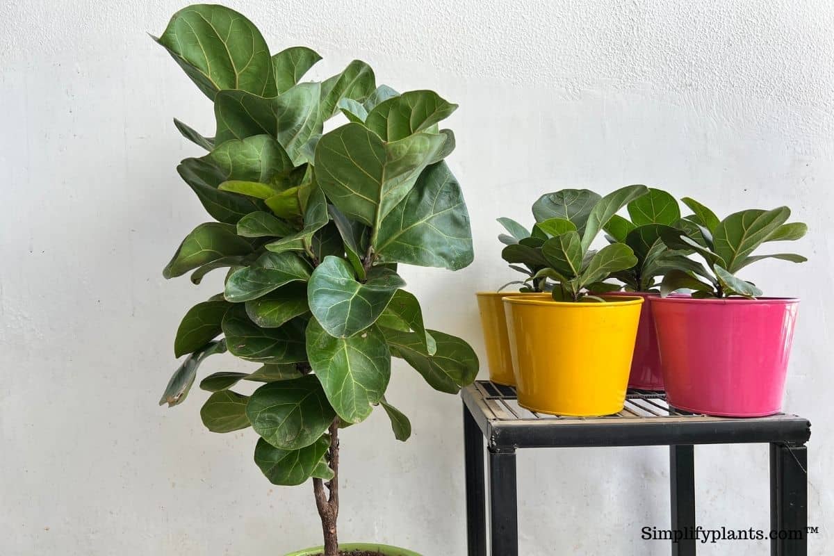 Are Fiddle Leaf Fig Figs Toxic To Pets? (Cats, Dogs, And More