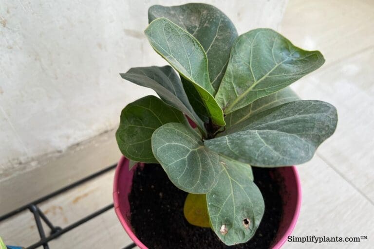 Why Does My Fiddle Leaf Fig Have White Spots? (Causes+What To Do)