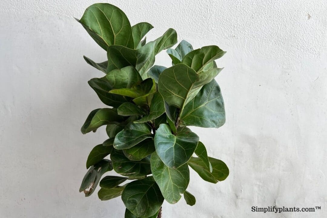 How Much Light Do Fiddle Leaf Figs Need? (+ Low Light Problems