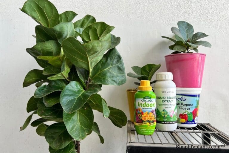 Do Fiddle Leaf Figs Need Fertilizer? (How Often+Best Pick)