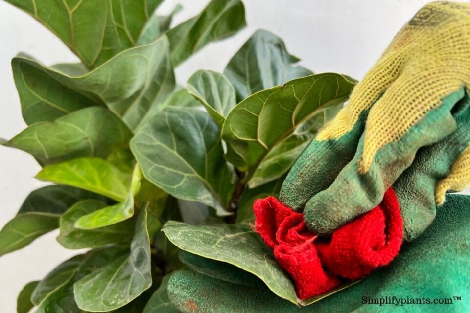 How To Clean Fiddle Leaf Fig Leaves? (What To Use+How Often) » Simplify