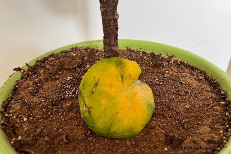 10 Reasons Your Plants May Be Dropping Leaves This Fall