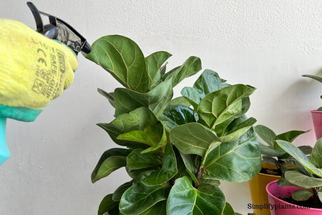 How Much And How Often To Water Fiddle Leaf Fig? » Simplify Plants