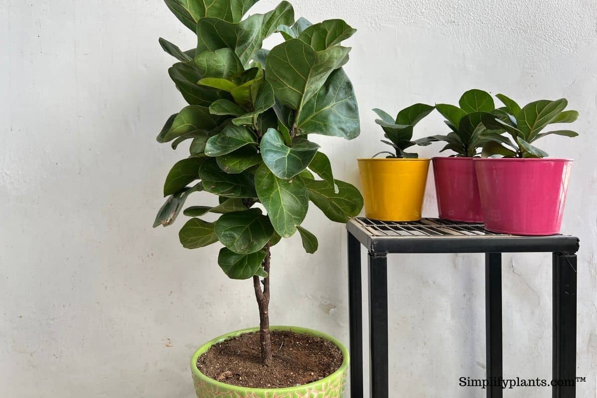 How To Treat Sunburn On Fiddle Leaf Fig? » Simplify Plants