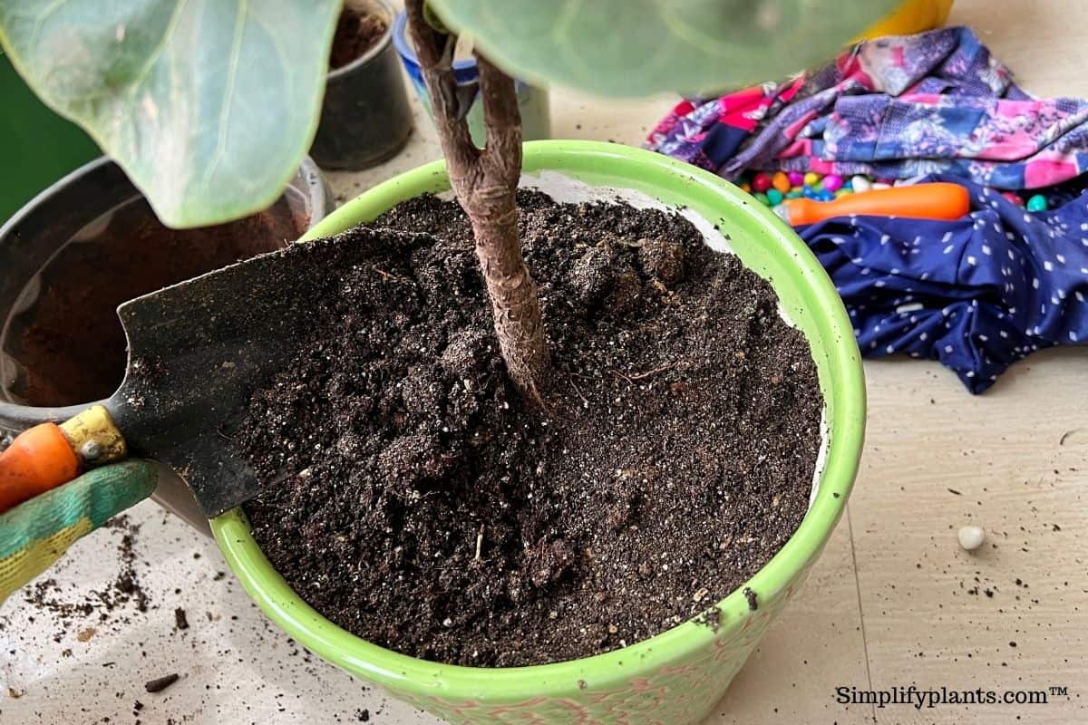10 Ways To Dry Out Overwatered Soil (That Actually Works) » Simplify Plants